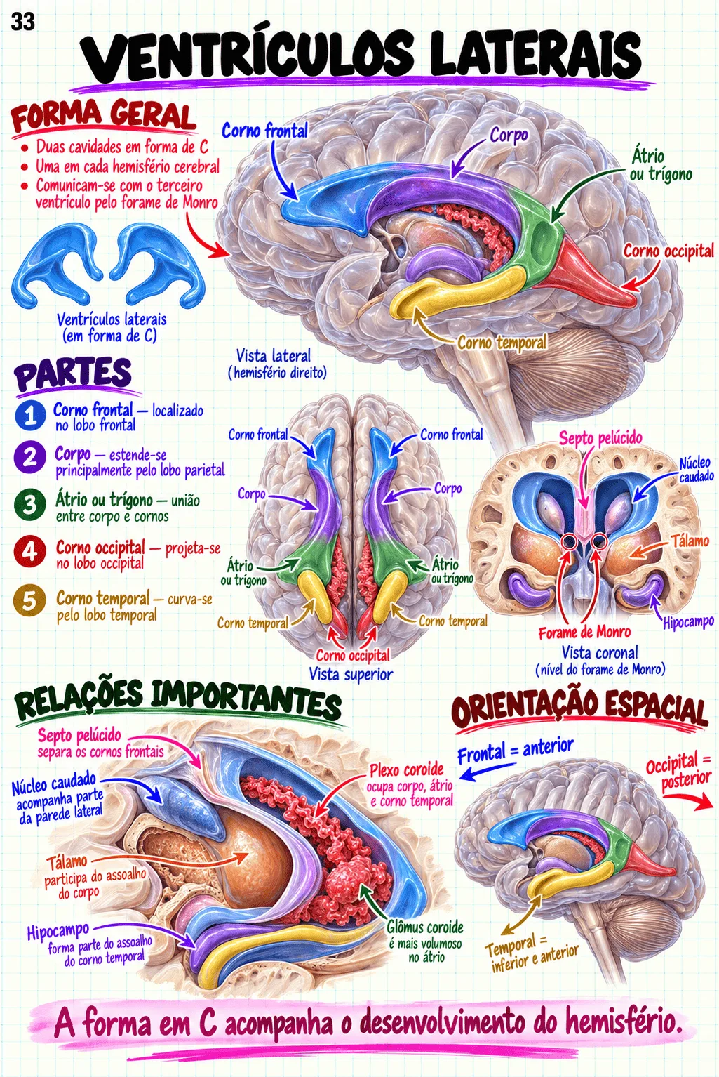 Mapa mental de Anatomia Cerebral