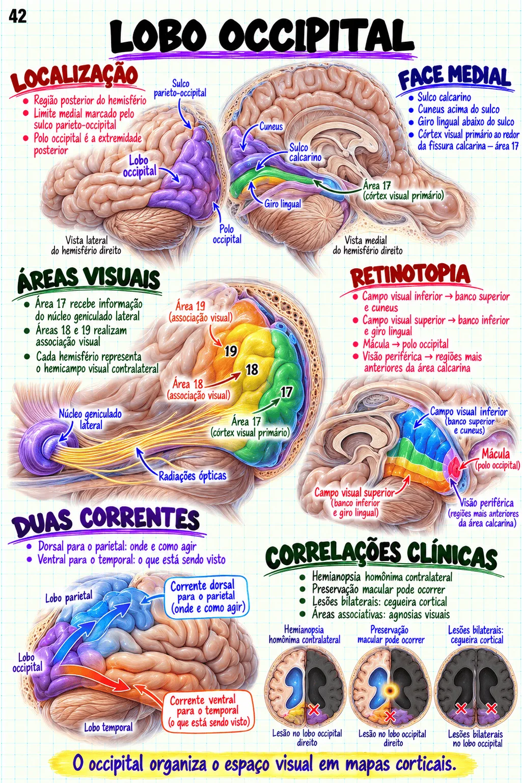 Prévia material Anatomia Cerebral