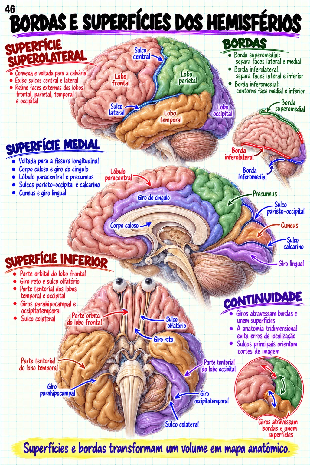 Prévia material Anatomia Cerebral