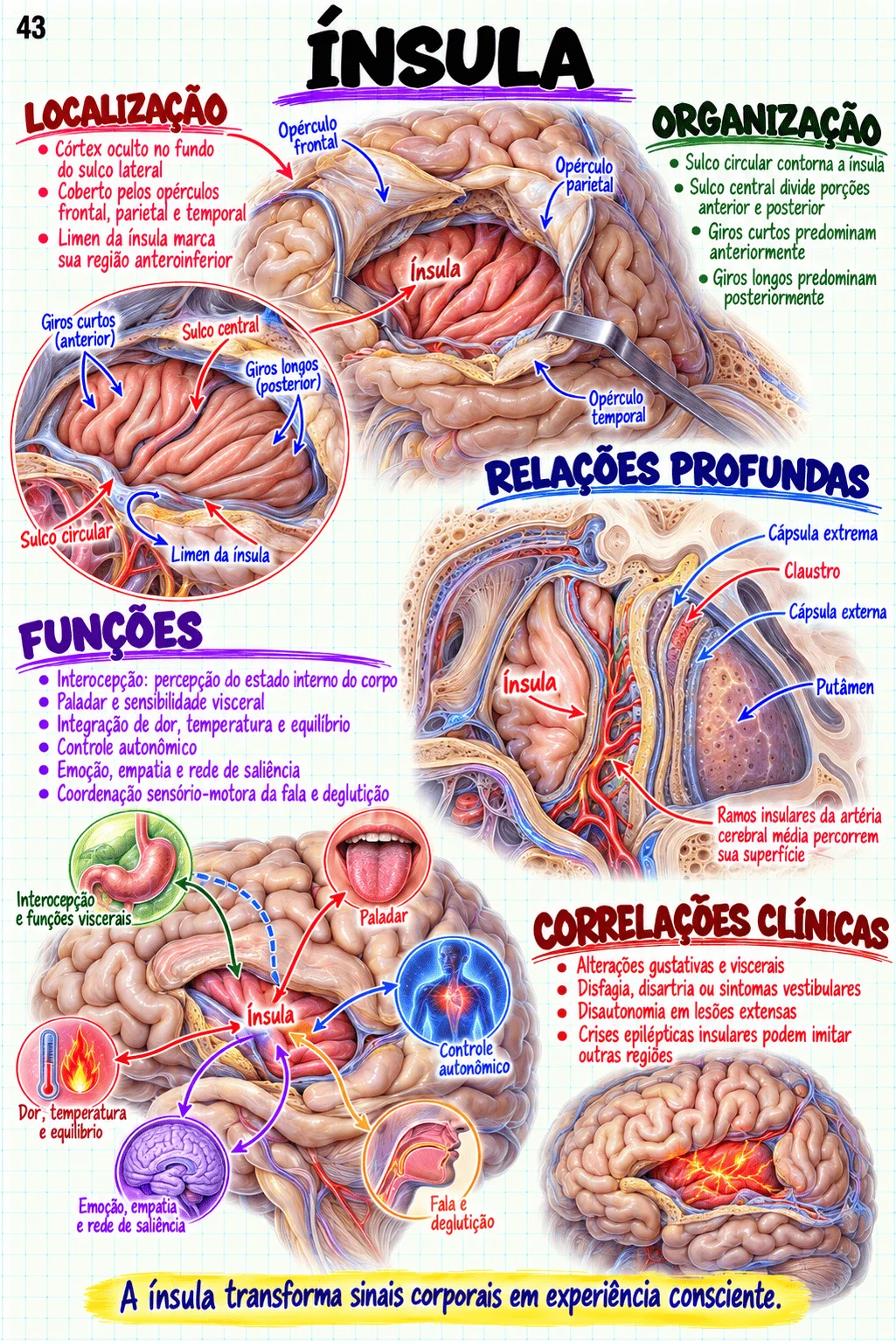 Prévia material Anatomia Cerebral